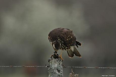 El caracolero, el caracol y dos oportunistas
