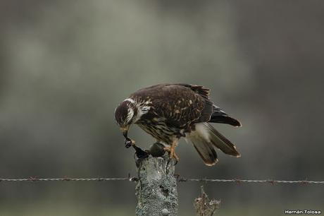 El caracolero, el caracol y dos oportunistas