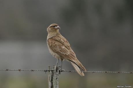 El caracolero, el caracol y dos oportunistas