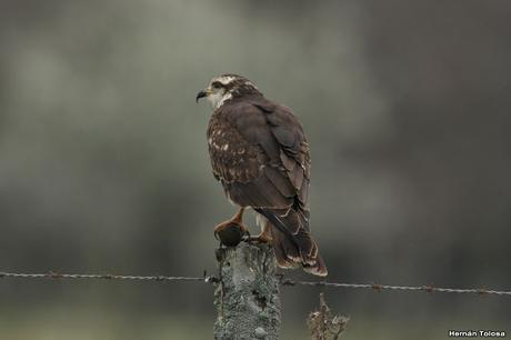 El caracolero, el caracol y dos oportunistas