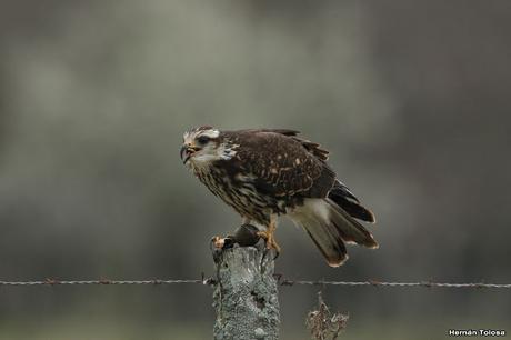 El caracolero, el caracol y dos oportunistas