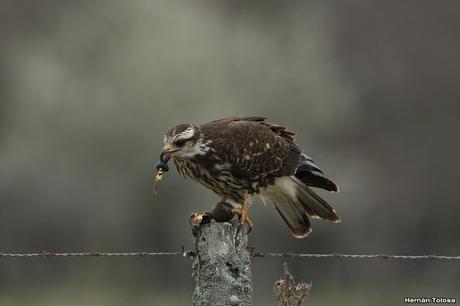 El caracolero, el caracol y dos oportunistas