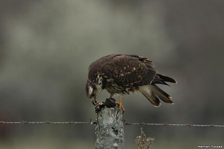 El caracolero, el caracol y dos oportunistas
