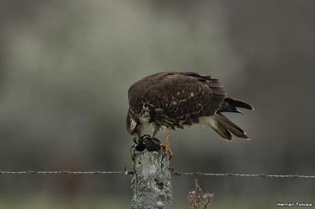 El caracolero, el caracol y dos oportunistas