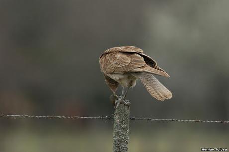 El caracolero, el caracol y dos oportunistas