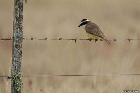 El caracolero, el caracol y dos oportunistas