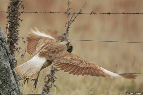 El caracolero, el caracol y dos oportunistas