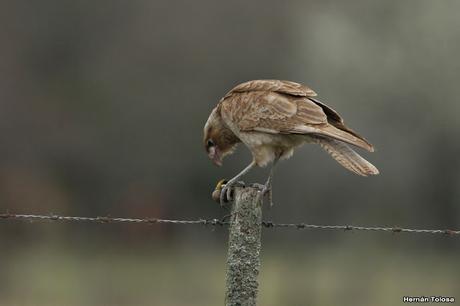 El caracolero, el caracol y dos oportunistas