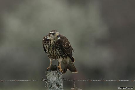 El caracolero, el caracol y dos oportunistas