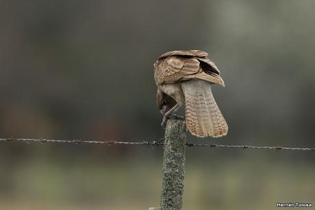 El caracolero, el caracol y dos oportunistas