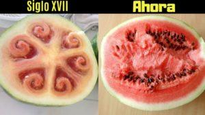 Los transgénicos son buenos