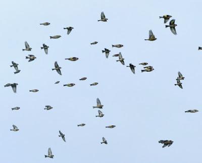 Fringílidos, invernada en grupo