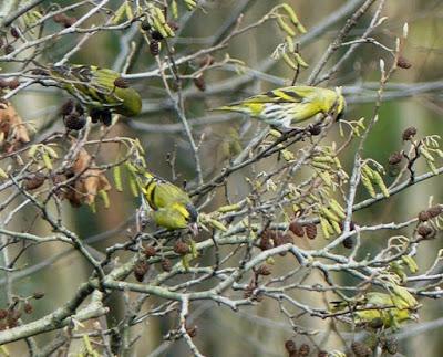 Fringílidos, invernada en grupo