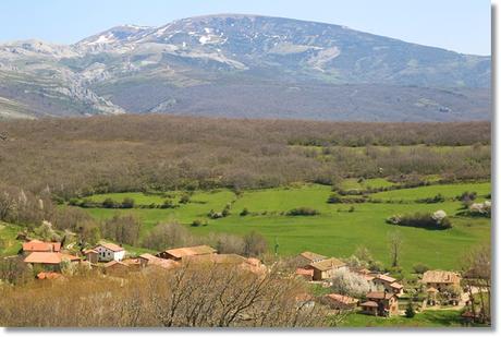 Un bosque de fósiles