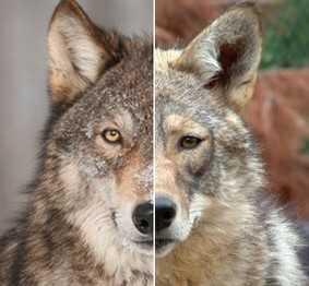 El horror tiene cara y un antifaz invisible