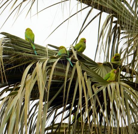 Cotorras.