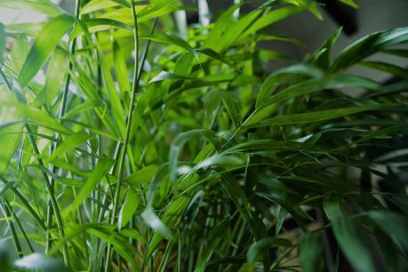 Palmera de salón, una planta purificadora de aire