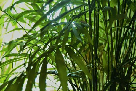 Palmera de salón, una planta purificadora de aire