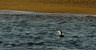 LA MARISMA DESDE DENTRO