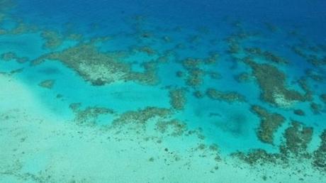 Corales en el océano