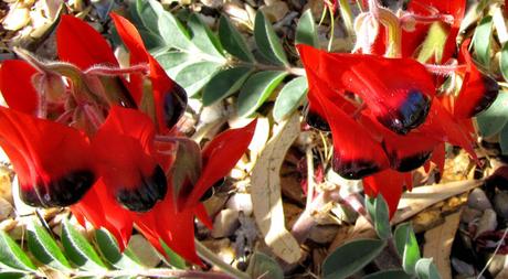 Las flores perdidas de Alice Hart (Holly Ringland)