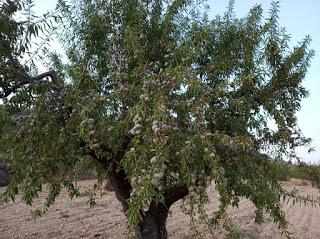 USO DE AGUA DE LLUVIA PARA RIEGO (PARTE 1) USO DE AGUA DE LLUVIA PARA RIEGO (PARTE 1)