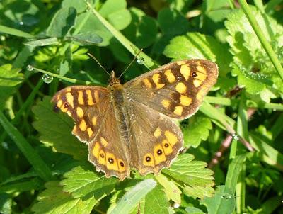 Mariposas en invierno