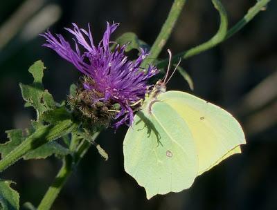 Mariposas en invierno