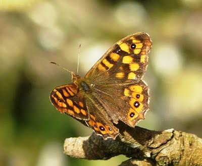 Mariposas en invierno