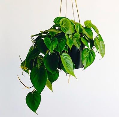 plantas de interior con poca luz