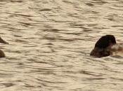 Porrones bastardos marisma