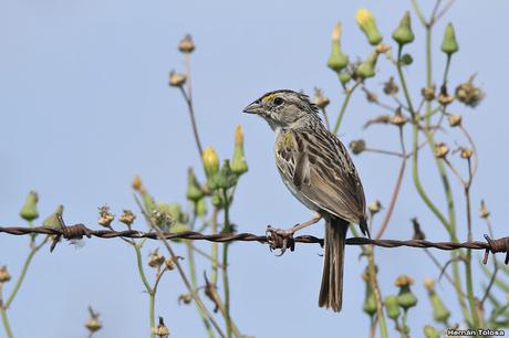 1° Aniversario COA Dragón