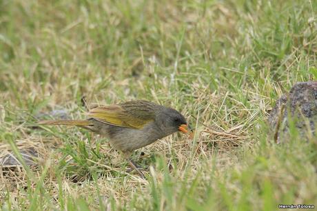 1° Aniversario COA Dragón