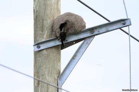 1° Aniversario COA Dragón