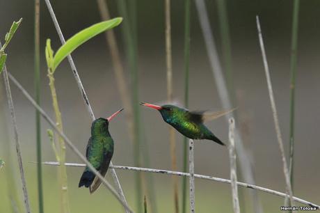 1° Aniversario COA Dragón