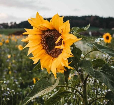 propiedades de las pipas de girasol