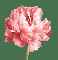 ENERO HUELE A …Chloé