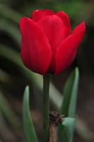 Reseña: La danza de los tulipanes, de Ibón Martín