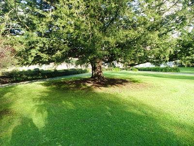 Camachuelos, semillas y brotes