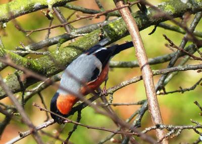 Camachuelos, semillas y brotes
