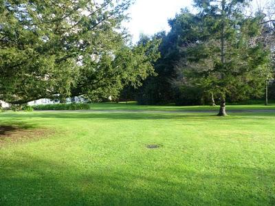 Camachuelos, semillas y brotes