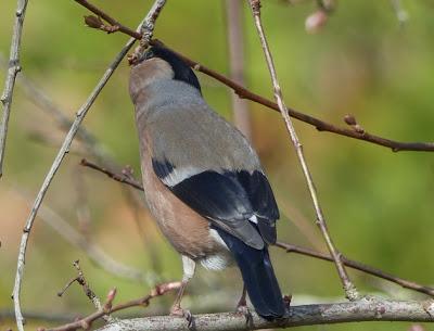 Camachuelos, semillas y brotes