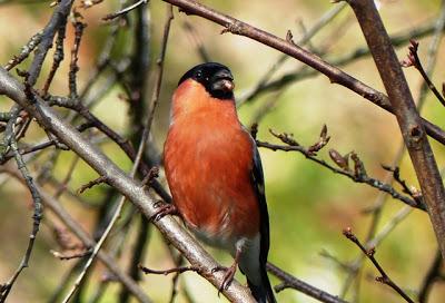 Camachuelos, semillas y brotes