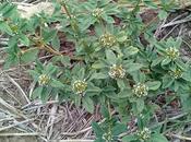 Rubia (Borreria spinosa)