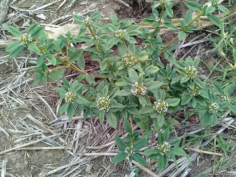 Rubia (Borreria spinosa)