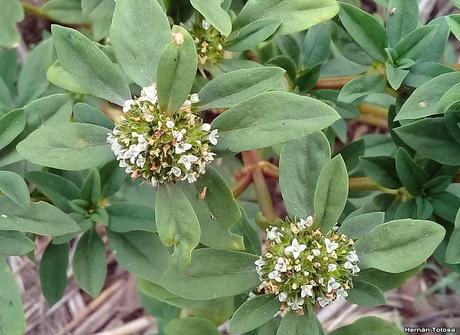 Rubia (Borreria spinosa)