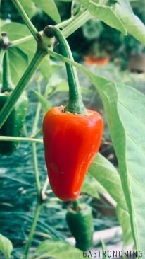 Top ten chiles más picantes del mundo