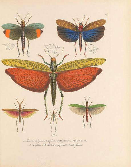 Biodiversidad. Biodiversidad.