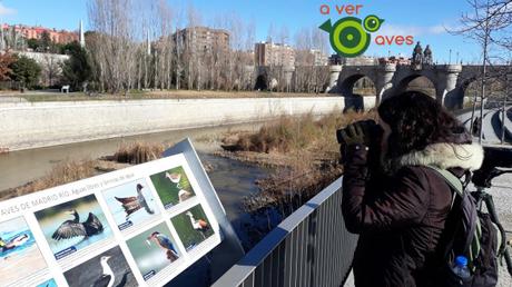 El placer de ver a las aves en el agua El placer de ver a las aves en el agua