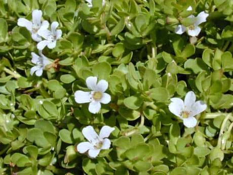 bacopa monnieri